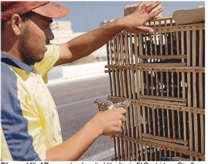 Für rund fünf Euro verkaufen die Händler in El Rashid am Straßenrand und auf dem Markt Wachteln.