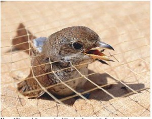 Neuntöter gehören zu den Vögeln, die am häufigsten in den Reusenfallen bei El Alamein erbeutet werden.