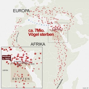 Infographik zur Zugvogelbewegung
