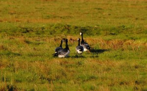 Weißwangengänse (Branta leucopsis)