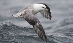 Die Nahrungssuche an der Wasseroberfläche wird dem Eissturmvogel zum Verhängnis.