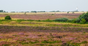 So sah die Braderuper Heide vor der Verjüngung aus. Fortsetzung folgt...