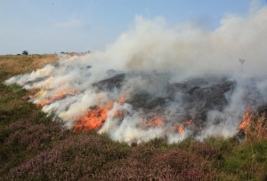 Das Feuer frisst sich gegen den Wind tief in die Heide