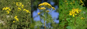 Links: Jakobs-Kreuzkraut (Senecio jakobaea), in der Mitte: Rainfarn (Tanacetum vulgare) und rechts: Echtes Johanniskraut (Hypericum perforatum)