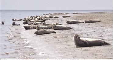 Im Wattenmeer wurden mehr Seehunde gezählt als je zuvor- auch die Influenza bedroht den Bestand nicht